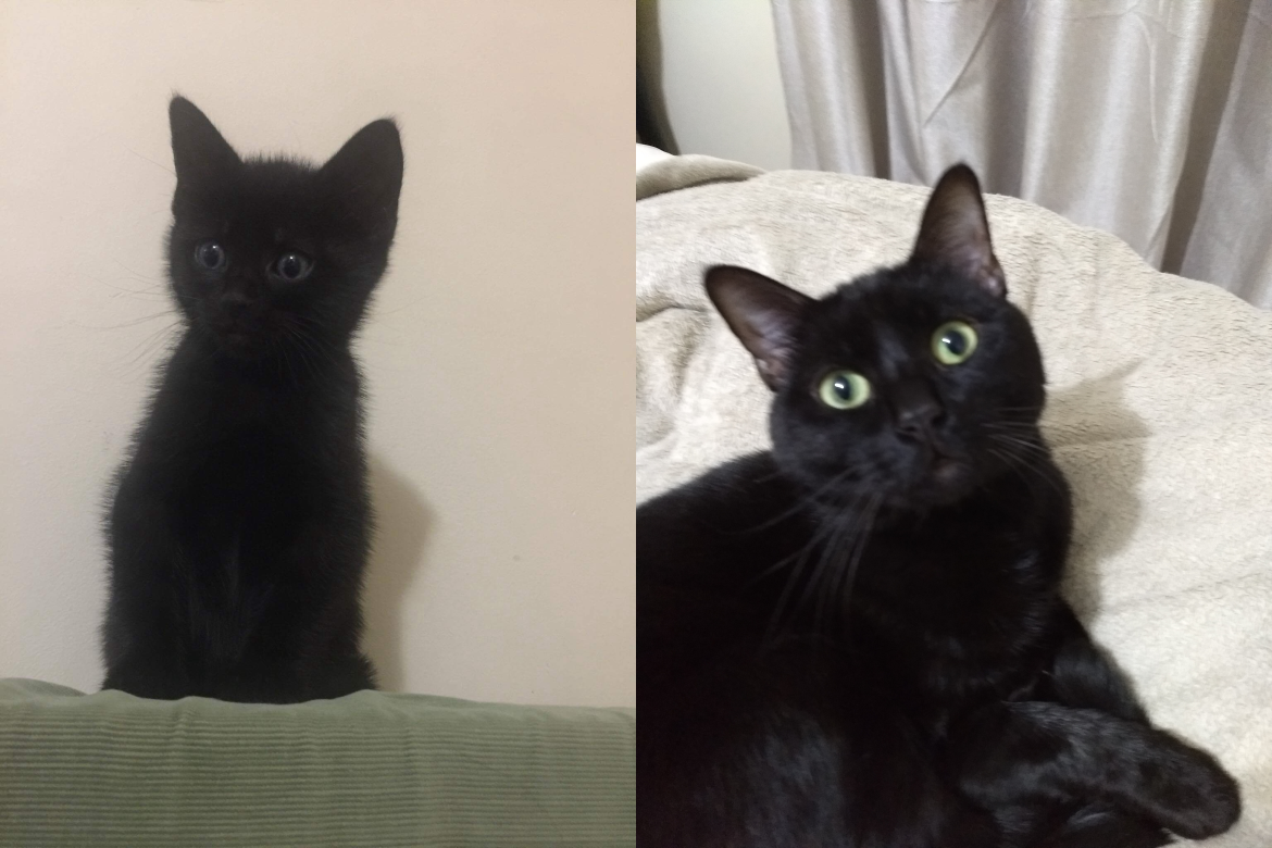 Picture of black kitten next to grown up black cat